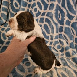 Liver tri colored - Liver white and tan female English Springer Spaniel puppy in Anderson, South Carolina from Hembree Creek Springers