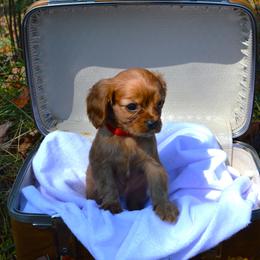 Cavalier King Charles Spaniel Puppies from Freeman's Royal Cavaliers