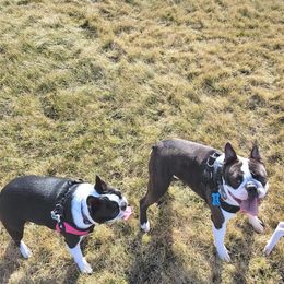 Boston Terrier Puppies from Big Sky Bostons