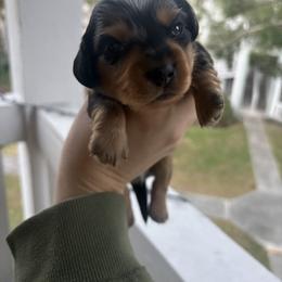 Dachshund Puppies from Mini Dachshund Duo Pups