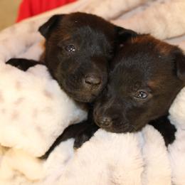 Dutch Shepherd Puppies from TecK9s