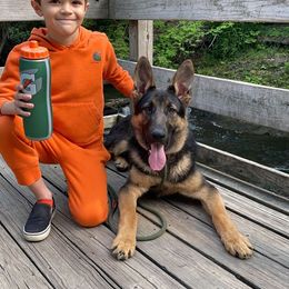 German Shepherd Puppies from Shepherds of the Hundred Acres