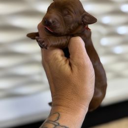 Goldendoodle Puppies from Kendall’s Kennel