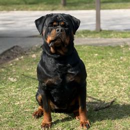 Amara - Rottweiler