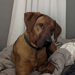 Lore - Rhodesian Ridgeback