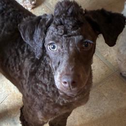 Drax - Poodle