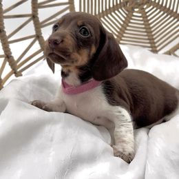 Dachshund and Pomeranian All Grown Up from AZ Dachshunds & Poms