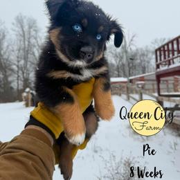Pumpkin Pie (orange) - Black tri-color male Australian Shepherd puppy in Falmouth, Kentucky from Queen City Farm