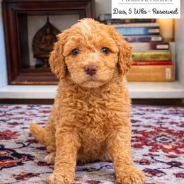Dax - Apricot male Goldendoodle puppy in Lake Charles, Louisiana from Perfect Fit Poodles & Doodles