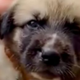 Anatolian Shepherd Dogs from Quiet Waters