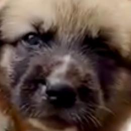 Anatolian Shepherd Dogs from Quiet Waters