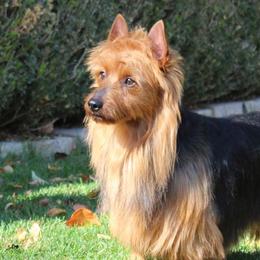 Australian Terriers from Djinda Australian Terriers