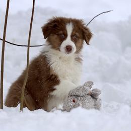 Australian Shepherd, Miniature American Shepherd, Miniature Australian Shepherd, and Toy Australian Shepherd Puppies from Painted Blue Aussies
