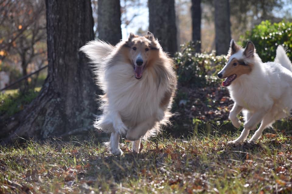 Sterling Steele Collies in North Carolina Collie puppies Good Dog