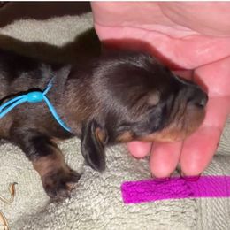 Nala - Wild boar female Dachshund puppy in Livingston, Kentucky from Illyria Dox & GSD