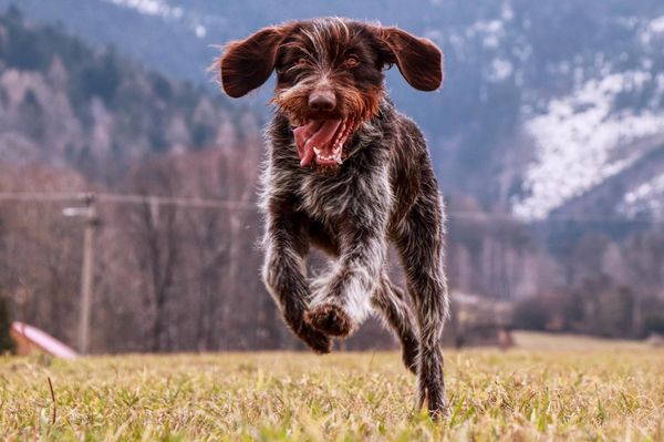 Find Český Fousek puppies for sale