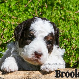 Brooke Moyen - Parti female Poodle puppy in Saint Cloud, Minnesota from Grace Kennel