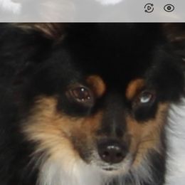 Boots - Australian Shepherd