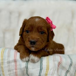 Meadow (Pink collar) - Apricot female Goldendoodle puppy in Salem, Utah from Aspen Doodles