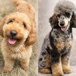 Goldendoodle puppies from The O.G. Doodles