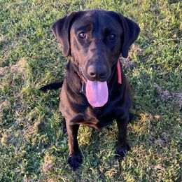 Bella - Labrador Retriever