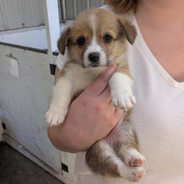 Girl 1 - Sable female Pembroke Welsh Corgi puppy in Edinburgh, Indiana from J Bar M Corgis