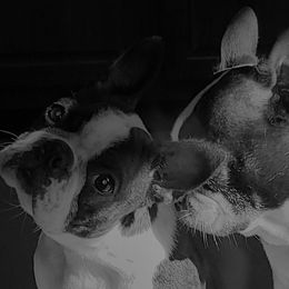 Boston Terriers from Angel's Boston Terriers