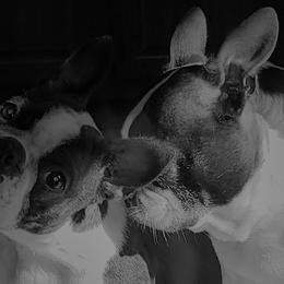 Boston Terriers from Angel's Boston Terriers