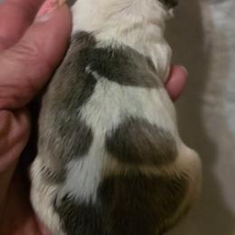 Sabine - Blue female Boston Terrier puppy in Kingsport, Tennessee from Irish Heart Bostons
