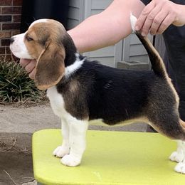 Beagle Puppies from Knockhill Beagles