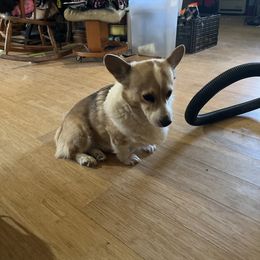 Mathew - Pembroke Welsh Corgi