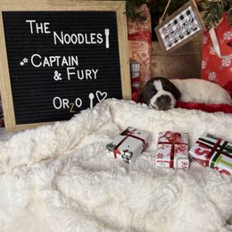 Orzo - White and liver male German Shorthaired Pointer puppy in Marshfield, Missouri from Suma Kennels