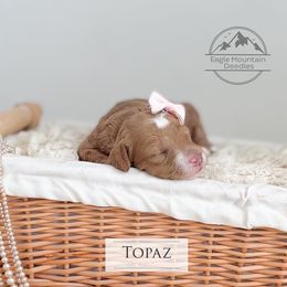 Goldendoodle Puppies from Eagle Mountain Doodles