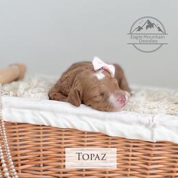 Goldendoodle Puppies from Eagle Mountain Doodles