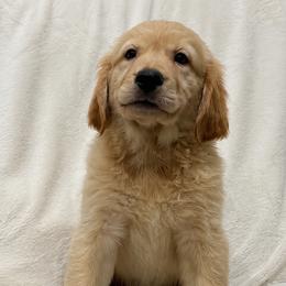 Macadamias - Light golden male Golden Retriever puppy in Rancho Cucamonga, California from PureGolden4ever