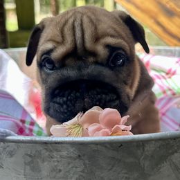 Nemesis - Fallow female Bulldog puppy in Fort White, Florida from Bullgodz English Bulldogs