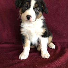 "Ruby x Ben" Australian Shepherd Puppies from Cedar Creek Farm