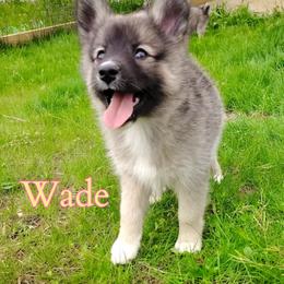 Wade - female Nenets Herding Laika puppy in Rockville, Maryland from Skais the Limit