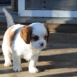 Cavalier King Charles Spaniels from Top Meadow Cavaliers