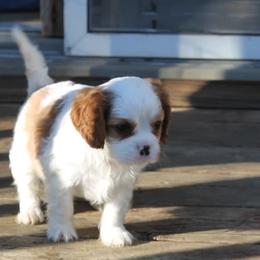 Cavalier King Charles Spaniels from Top Meadow Cavaliers