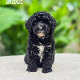 Elara - Black tri-color female Aussiedoodle puppy in Centreville, Mississippi from Trin's Designer Doodles