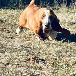 Fedora - Basset Hound