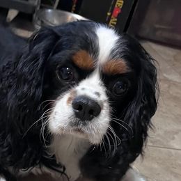 Cavalier King Charles Spaniels from Bayou Cavaliers