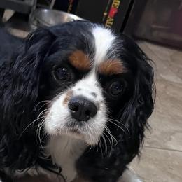 Cavalier King Charles Spaniels from Bayou Cavaliers