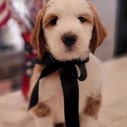 Valor(Black) - Red male Bernedoodle puppy in Warrior, Alabama from Elite Goldendoodles and Bernedoodles