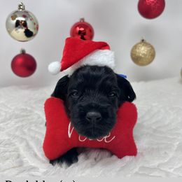 Midnight (Dark Blue) - Black male Australian Labradoodle puppy in Citrus Heights, California from Elite Blend Labradoodles