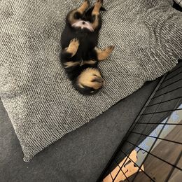 Rottweiler Puppies from Vom Haus Ayers Rottweilers