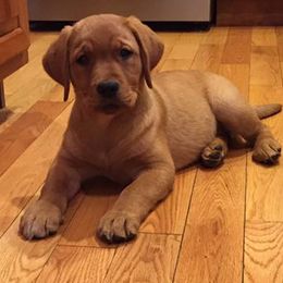 Labradoodle, Labrador Retriever, and Poodle Puppies from Tamarack Poodles
