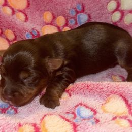 Chocolate Girl - Chocolate, tan and white female Yorkshire Terrier puppy in Debary, Florida from Behrens_Beauties