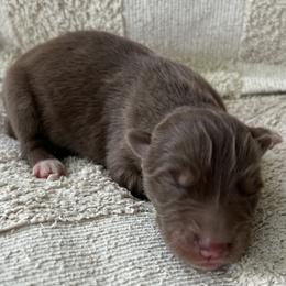 Max - Red and white male Siberian Husky puppy in Union Grove, Alabama from Southern Siberian Life
